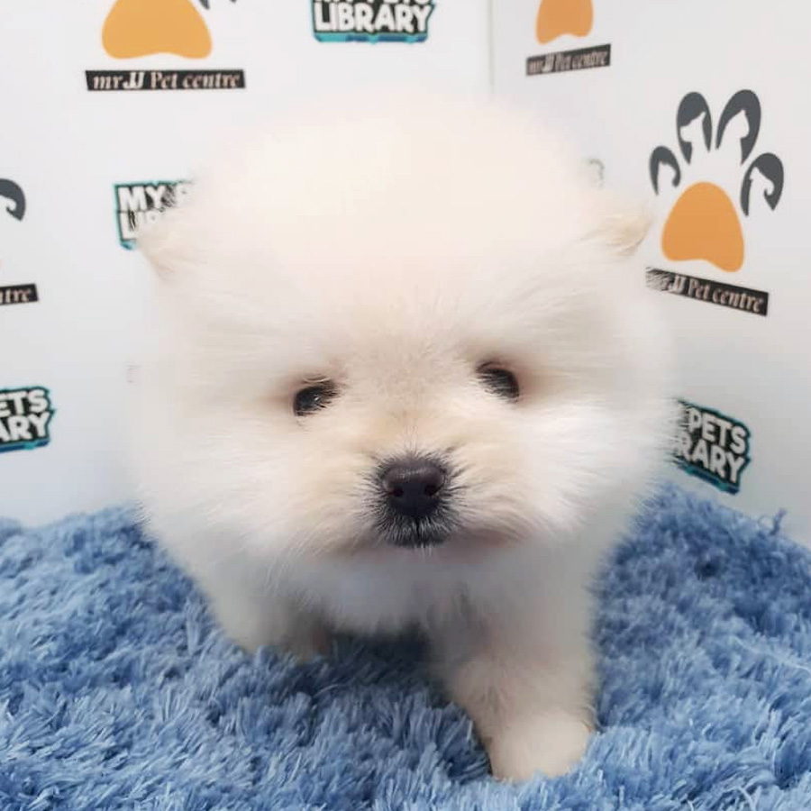 Pomeranian Puppy For Sale (Male)