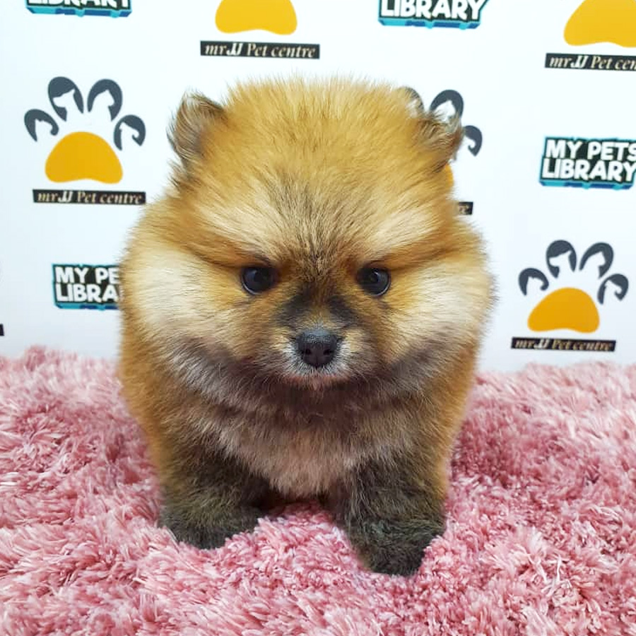 Pomeranian Puppy For Sale (Female)