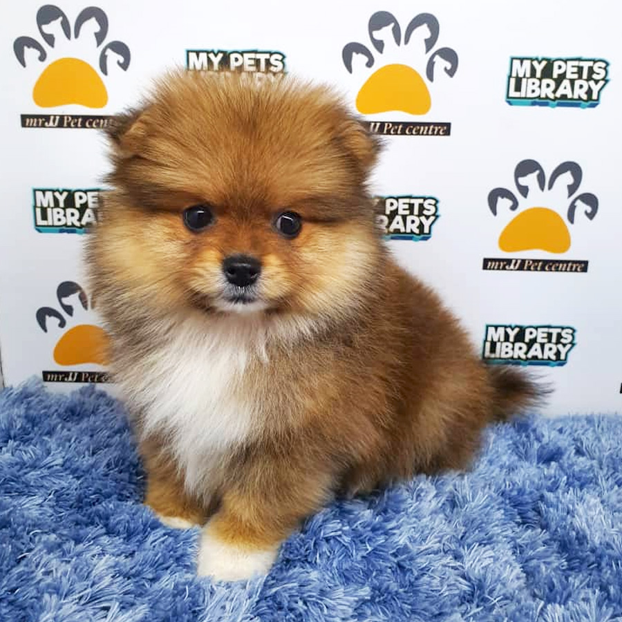 Pomeranian Puppy For Sale (Male)