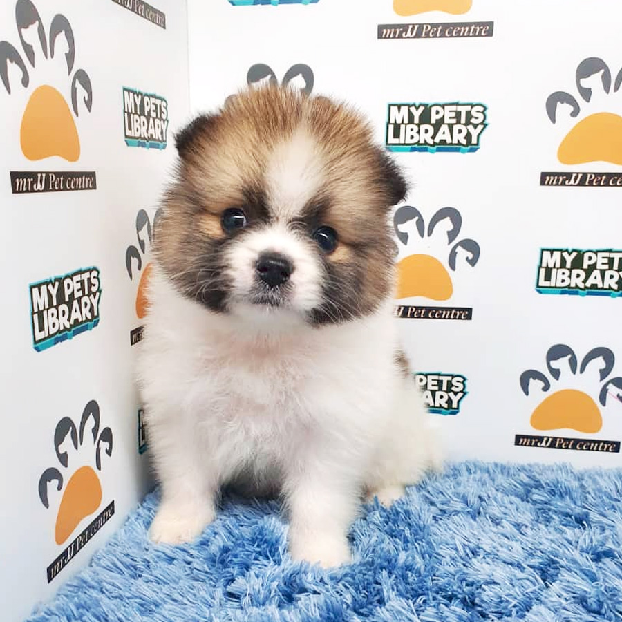 Pomeranian Puppy For Sale (Male)