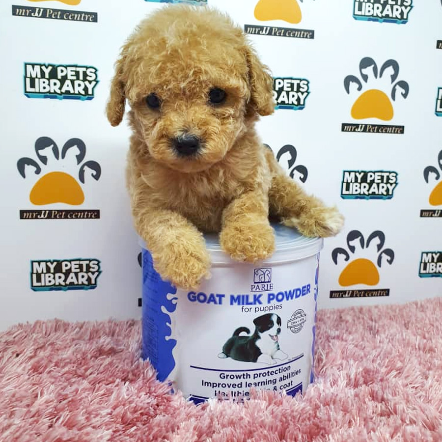 Tiny Poodle Puppy For Sale (Female)
