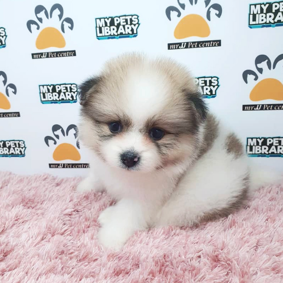 Parti Pomeranian Puppy For Sale (Female)