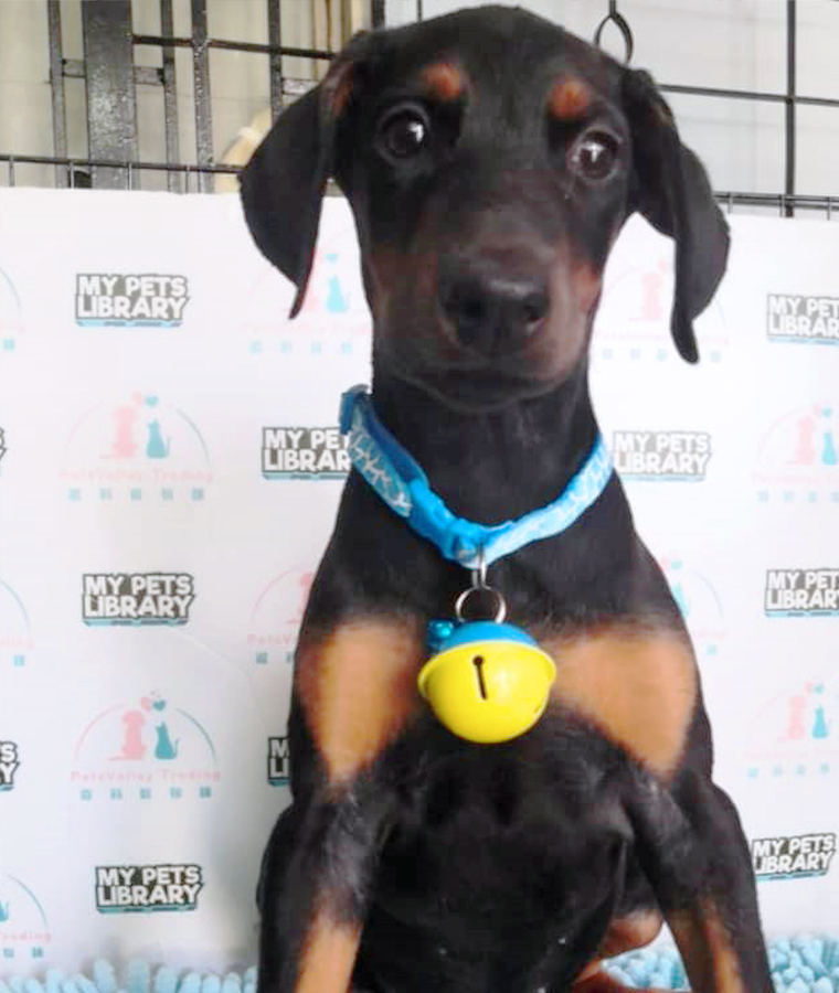 Black & Tan Doberman Puppy (Female) For Sale