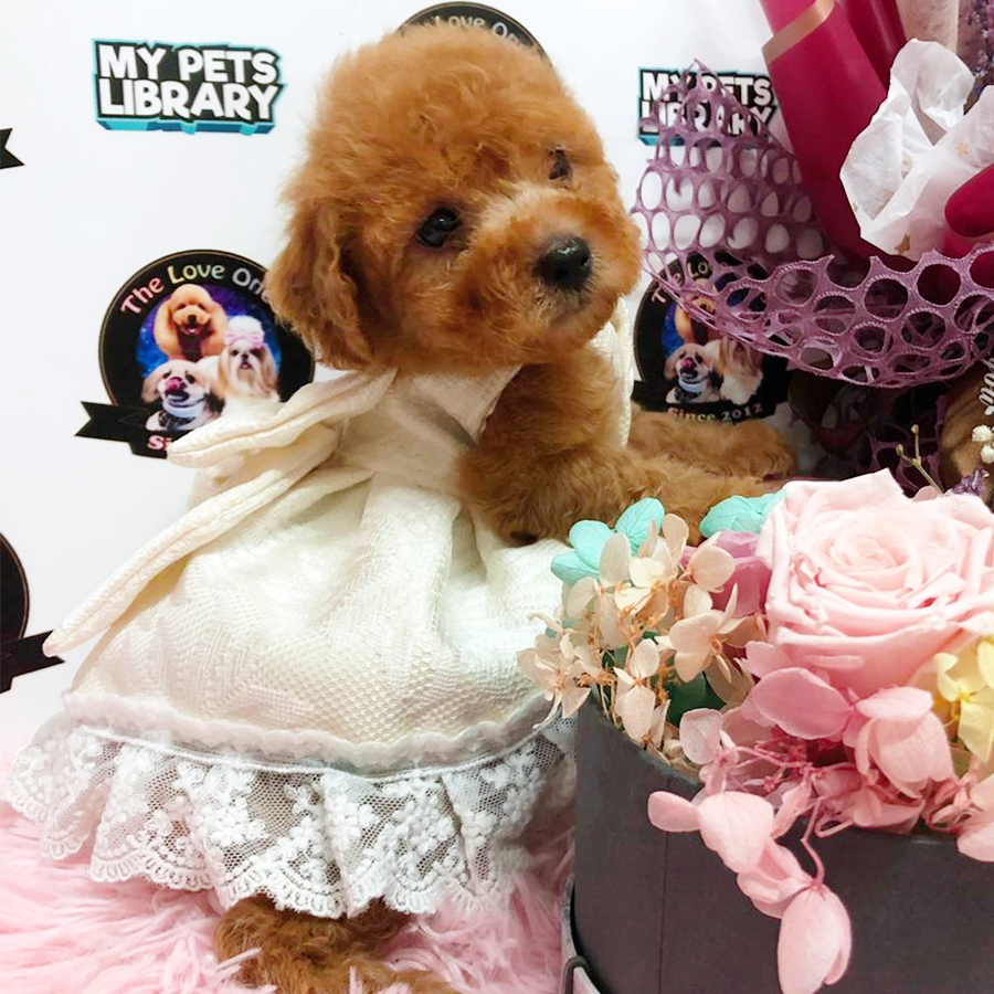 Red Brown Super Tiny Bear Poodle Puppy (Female) For Sale