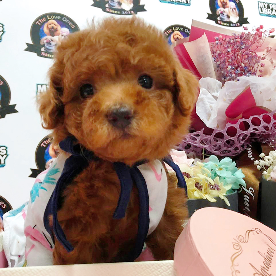 Super Red Tiny Bear Poodle Puppy (Female) For Sale