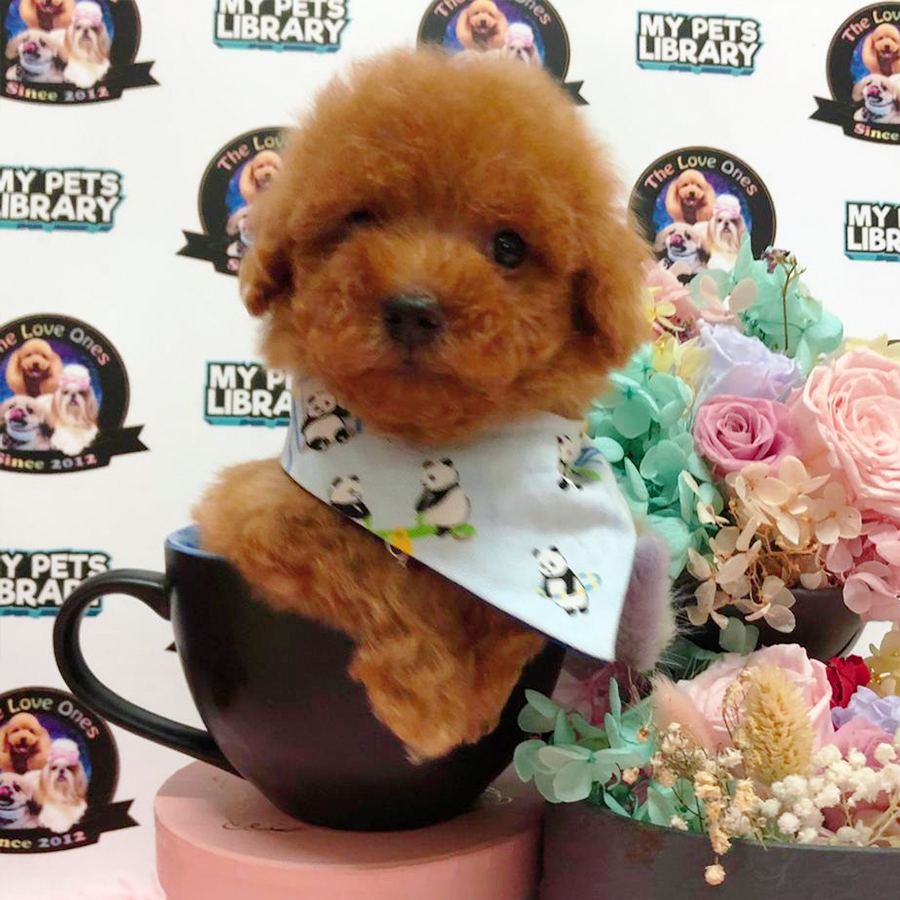 Red Super Tiny Bear Poodle Puppy (Male) For Sale