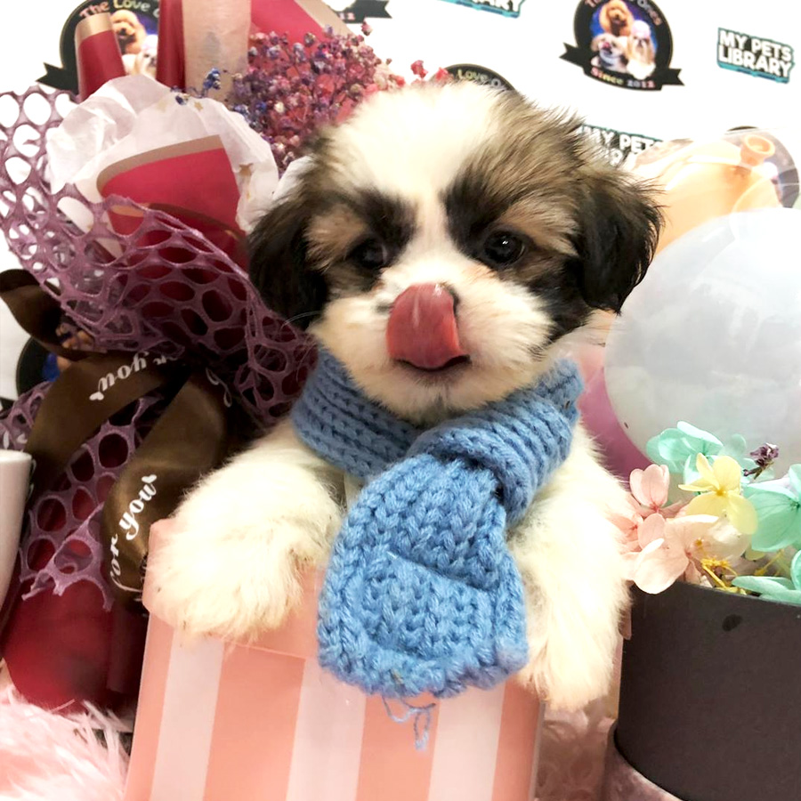 Shih Tzu Puppy (Male) For Sale