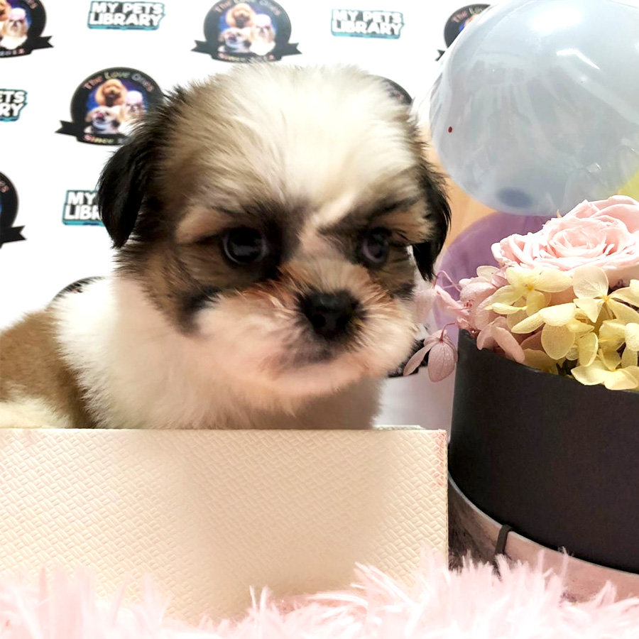 Shih Tzu Puppy (Male) For Sale