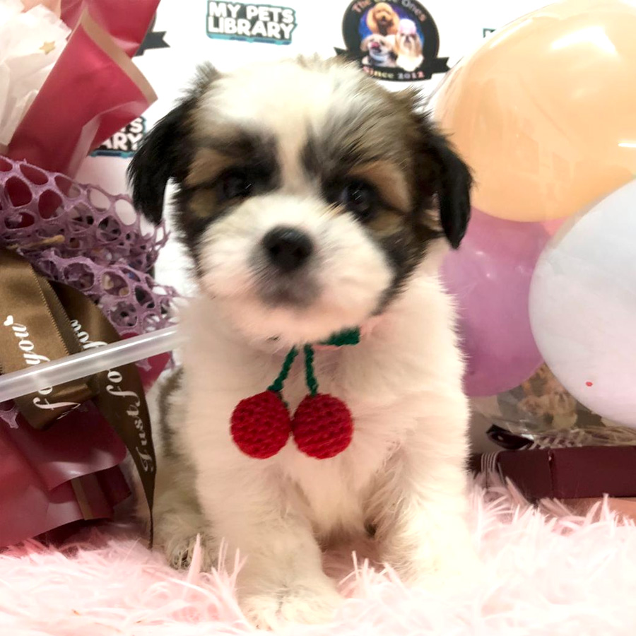 Shih Tzu Puppy (Female) For Sale