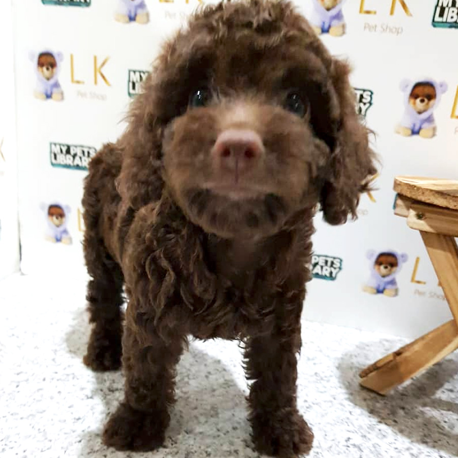 Cola Toy Poodle Puppy For Sale (Female)