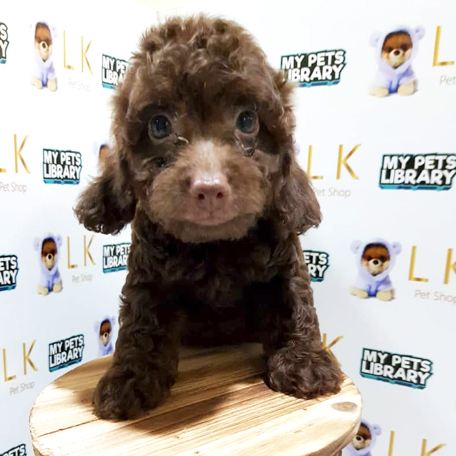 Cola Toy Poodle Puppy For Sale (Female)