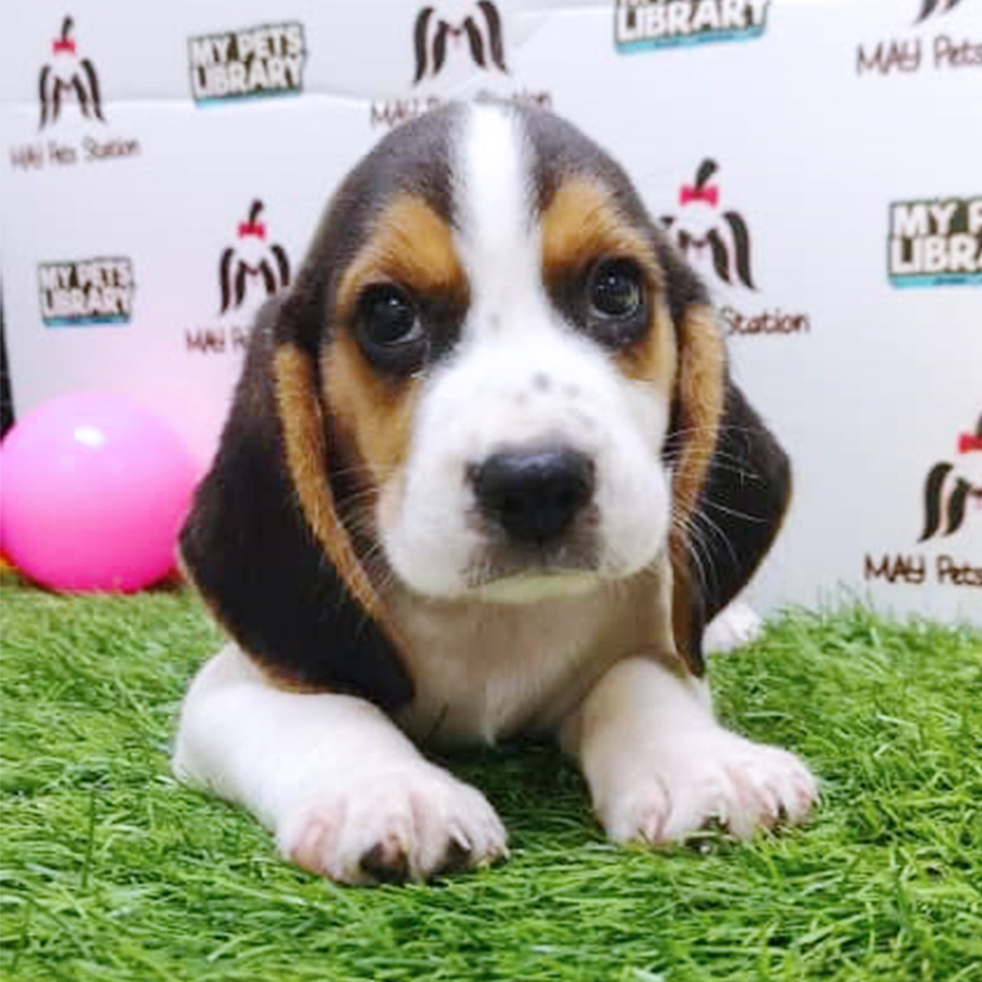 Tri Colour Beagle Puppy (Male) For Sale