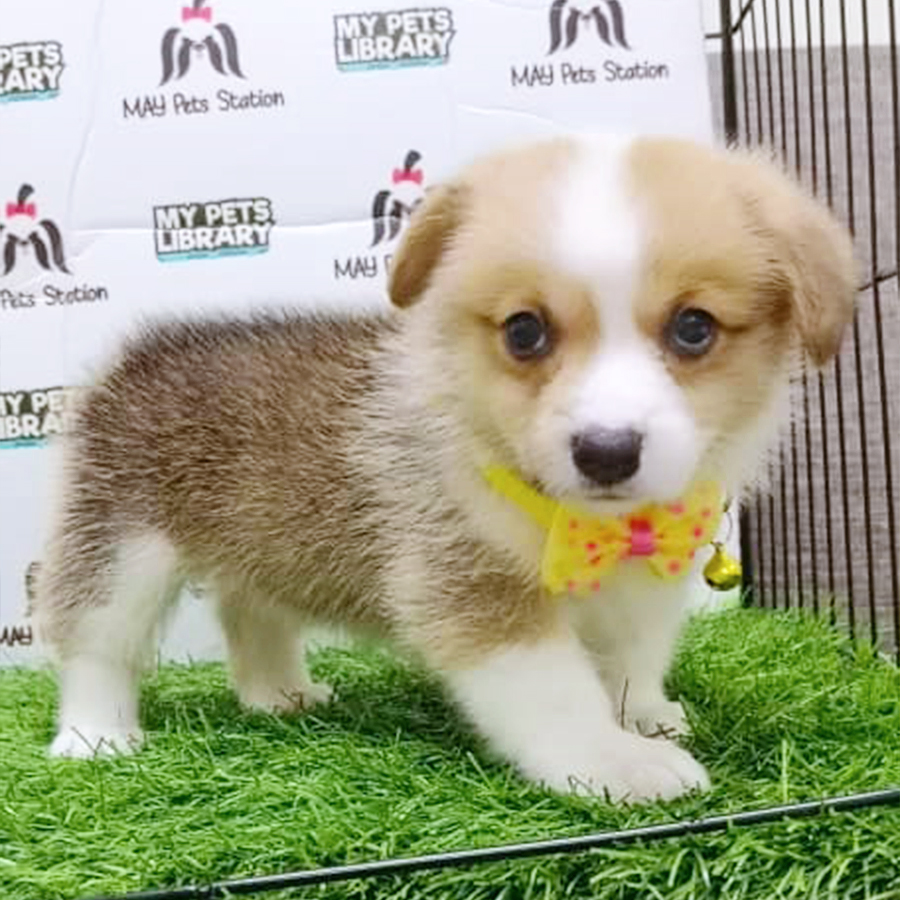 Tri Colour Welsh Corgi Puppy (Female) For Sale