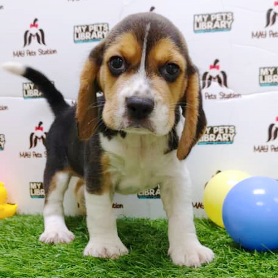 Tri Colour Beagle Puppy (Male) For Sale