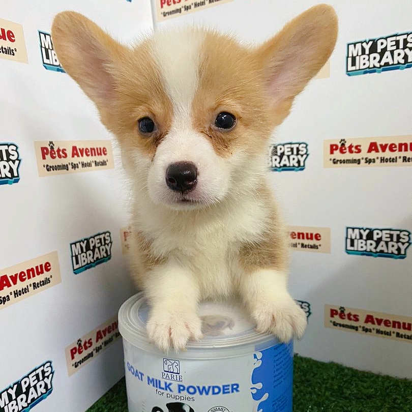Welsh Corgi Puppy For Sale (Male)