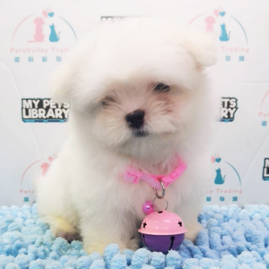 White Teacup Maltese Puppy (Female) For Sale