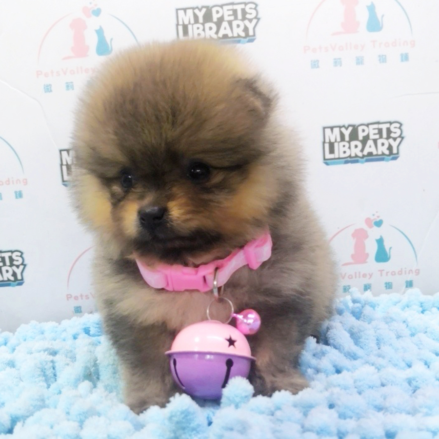 Sable Orange Tiny Pomeranian Puppy (Male) For Sale