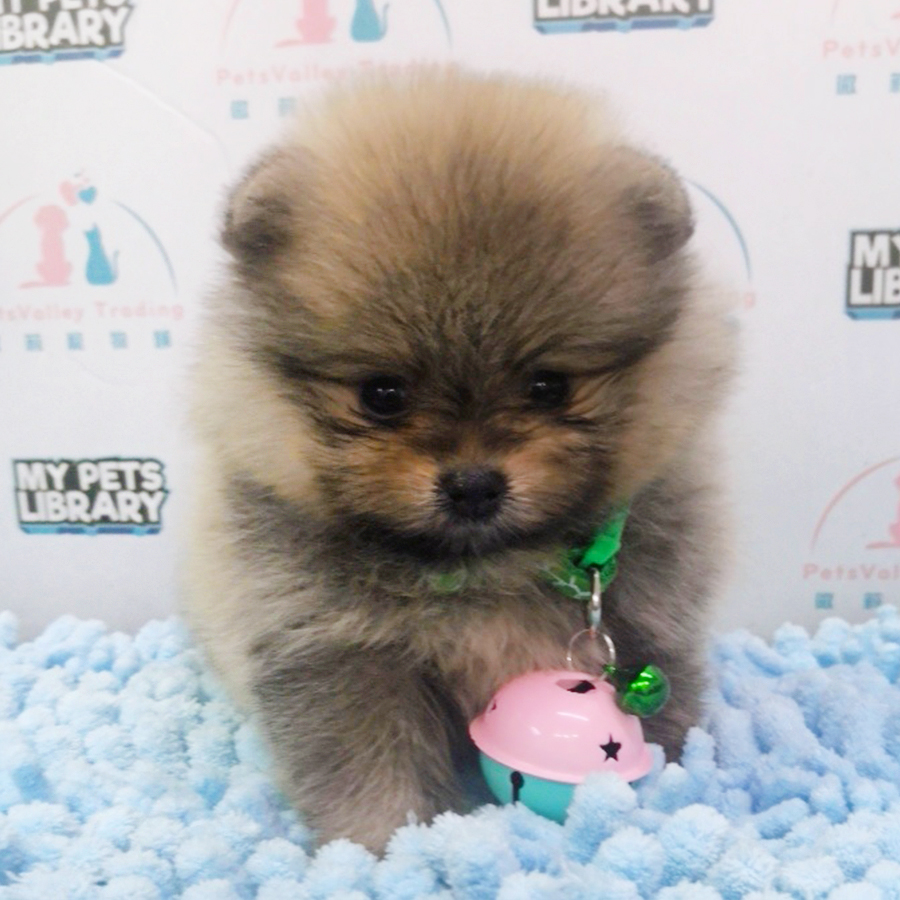Sable Orange Tiny Pomeranian Puppy (Female) For Sale