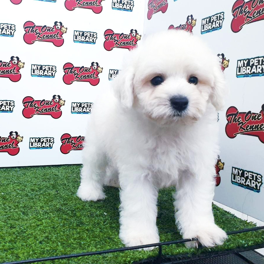 Bichon Frise Puppy For Sale (Male)
