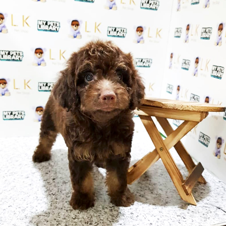 Cola Toy Poodle Puppy For Sale (Female)