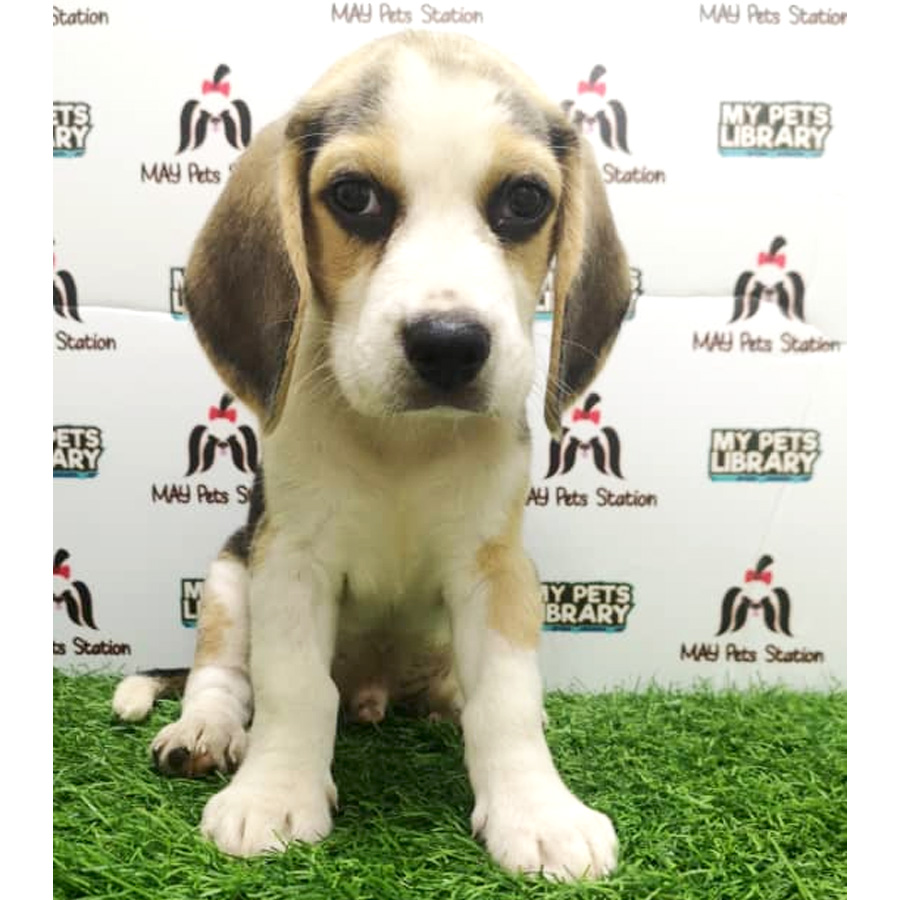 Beagle Puppy For Sale (Male)
