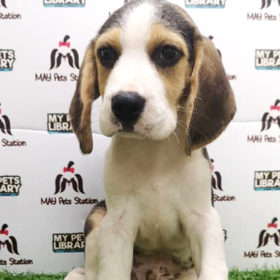 Beagle Puppy For Sale (Male)