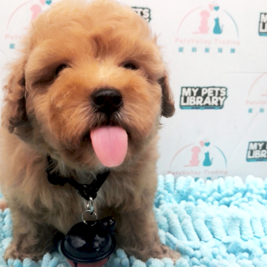 Toy Poodle Puppy For Sale (Female)