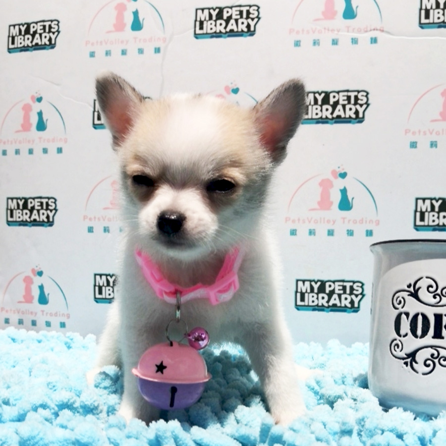 Apple Head Chihuahua Puppy For Sale (Male)