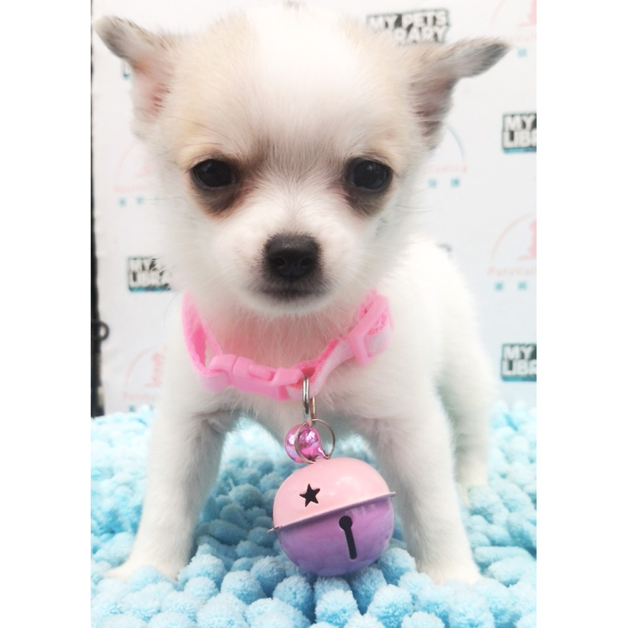 Apple Head Chihuahua Puppy For Sale (Male)