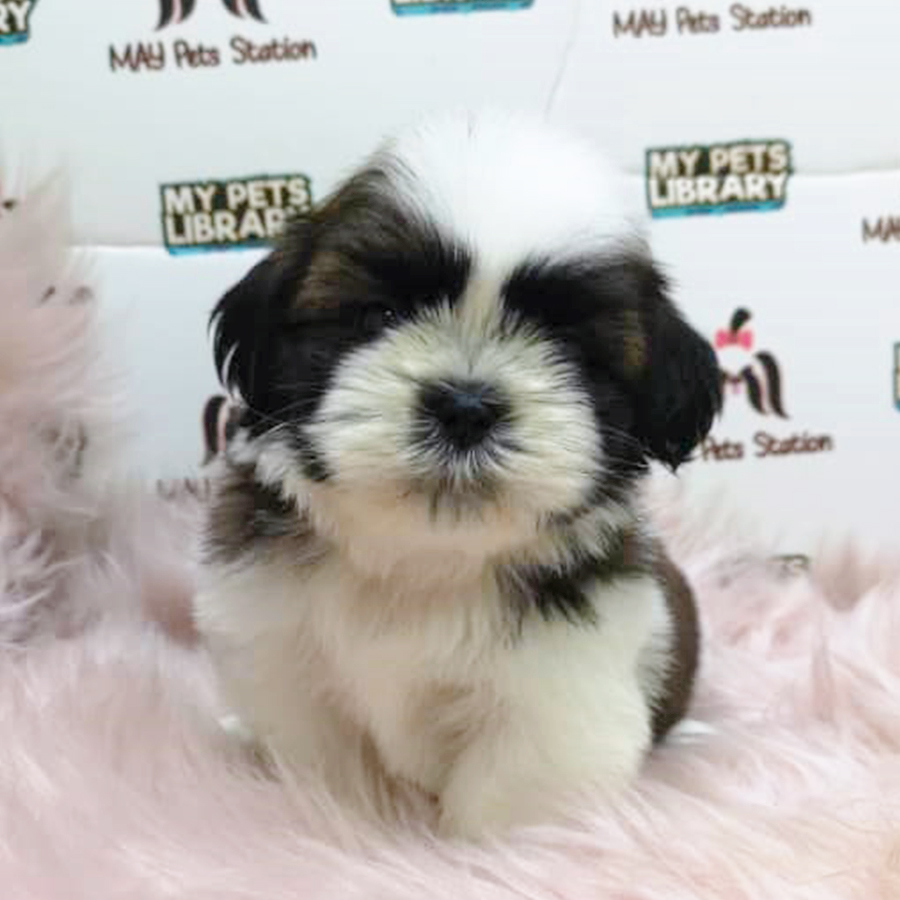 Tri Colour Shih Tzu Puppy (Male) For Sale