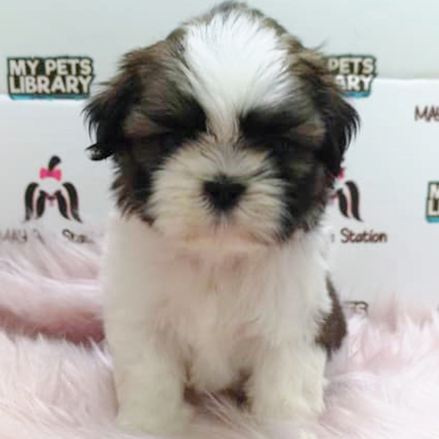 Tri Colour Shih Tzu Puppy (Female) For Sale