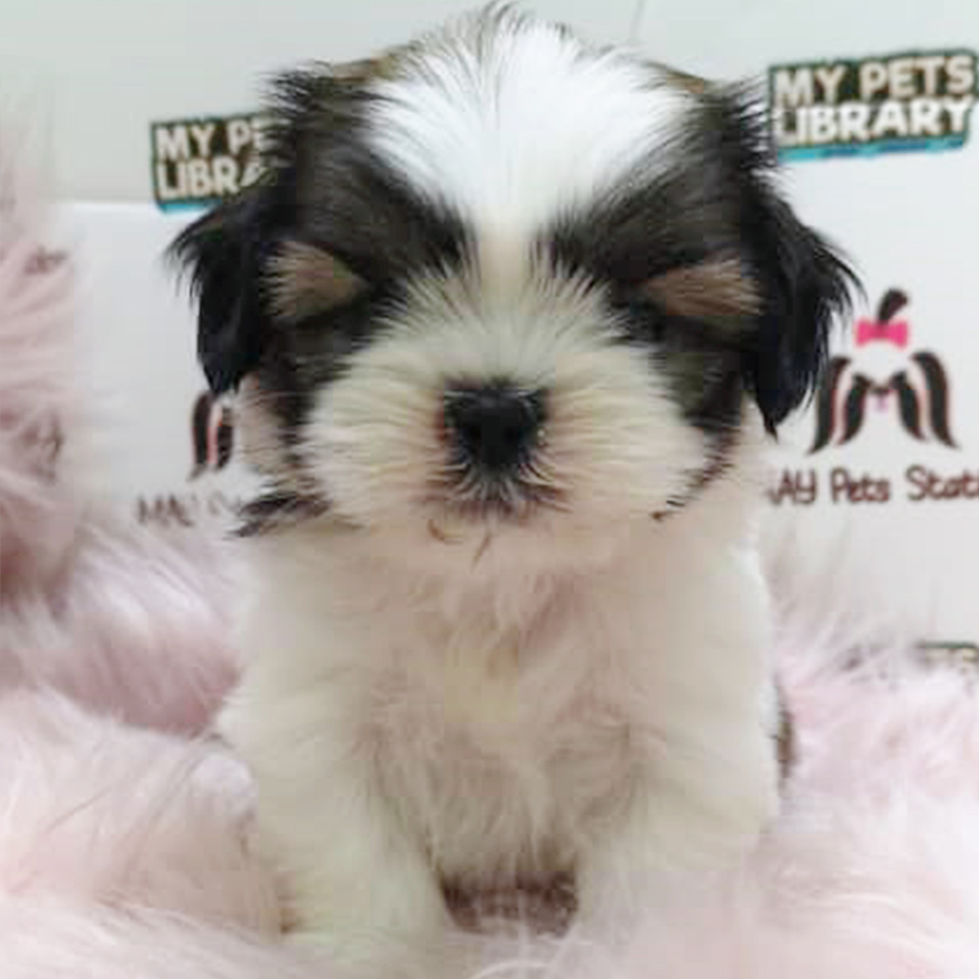 Tri Colour Shih Tzu Puppy (Male) For Sale