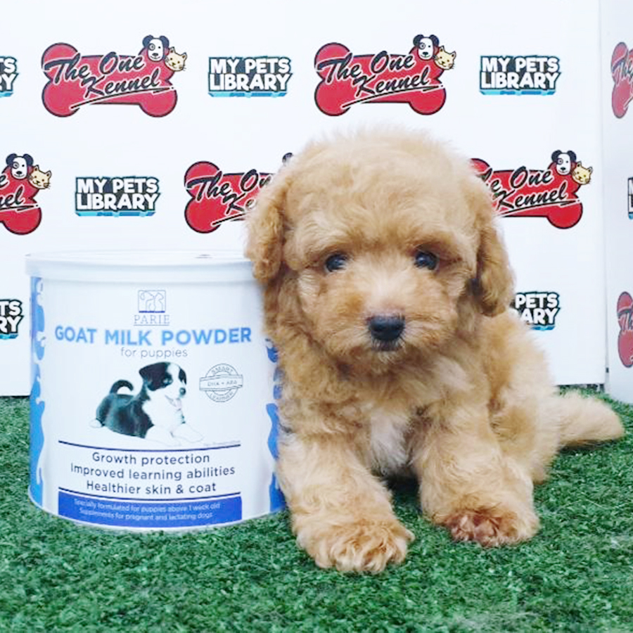 Brown Toy Poodle Puppy (Male) For Sale