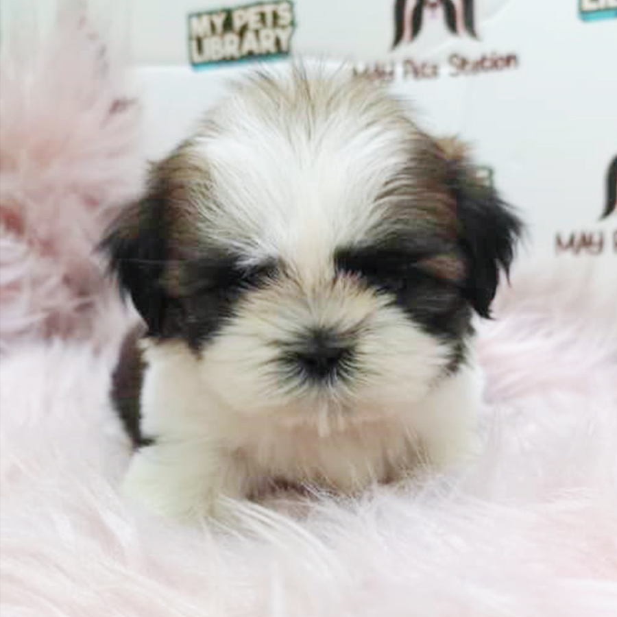 Tri Colour Shih Tzu Puppy (Female) For Sale