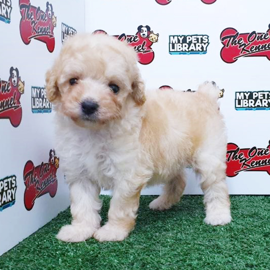 Cream Toy Poodle Puppy (Female) For Sale