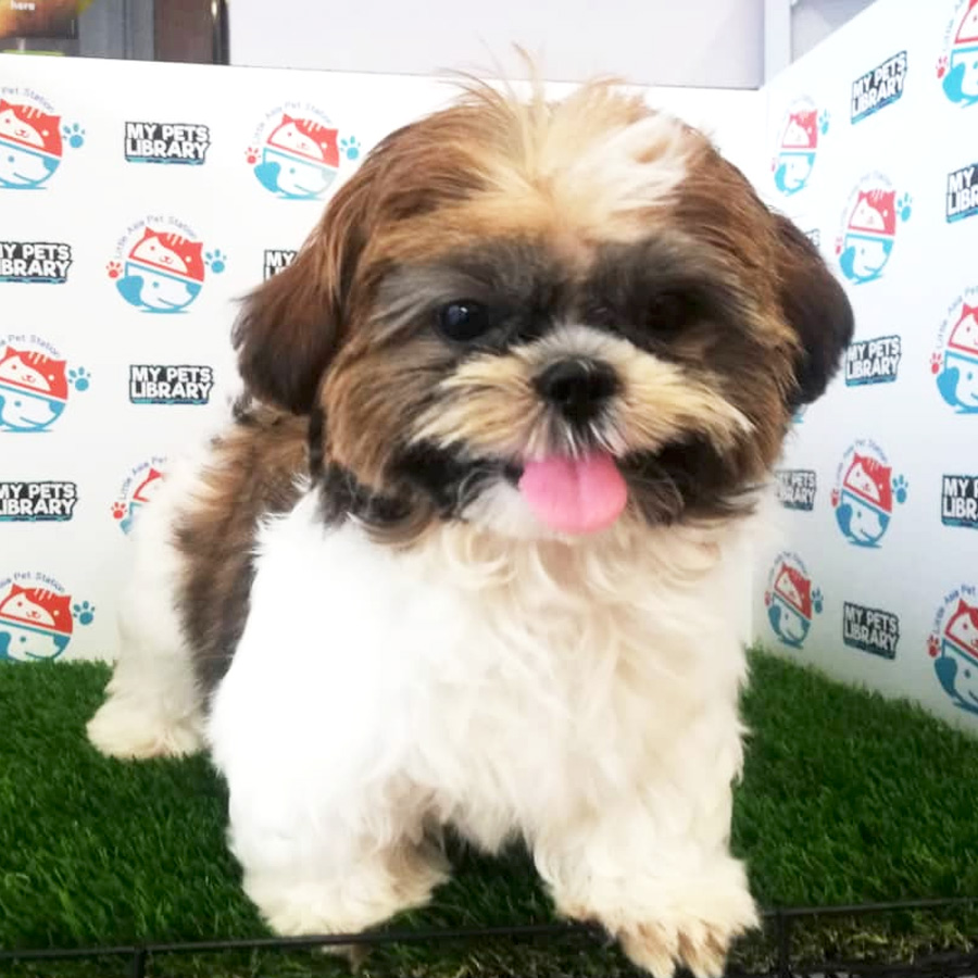 Tri Colour Shih Tzu Puppy (Female) For Sale