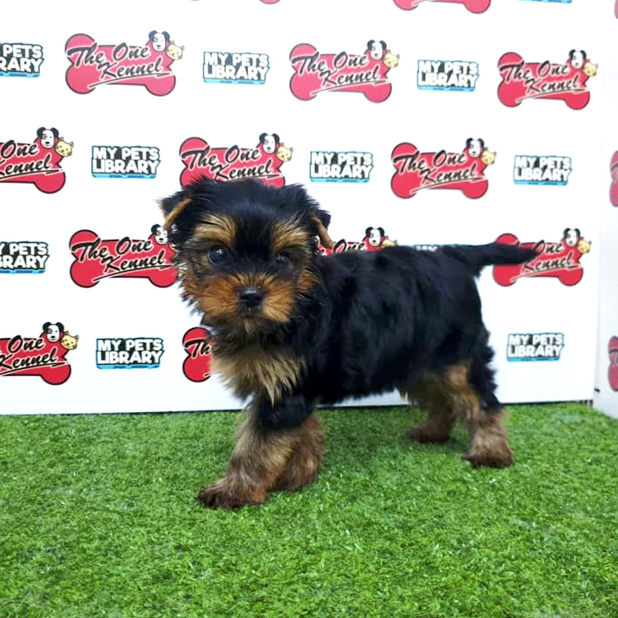 Black Tan Yorkshire Terrier Puppy (Female) For Sale