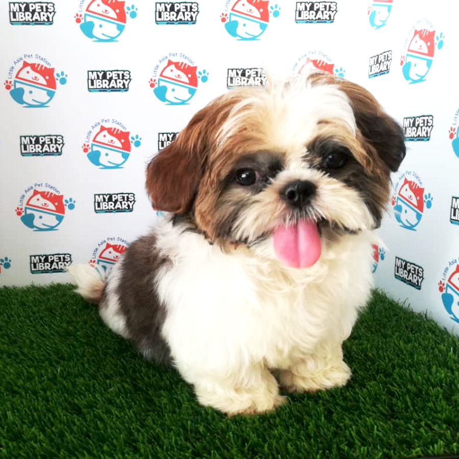 Tri Colour Shih Tzu Puppy (Male) For Sale