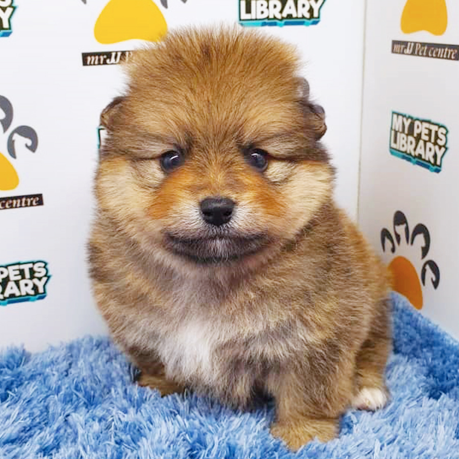 Sable Brown Pomeranian Puppy (Male) For Sale
