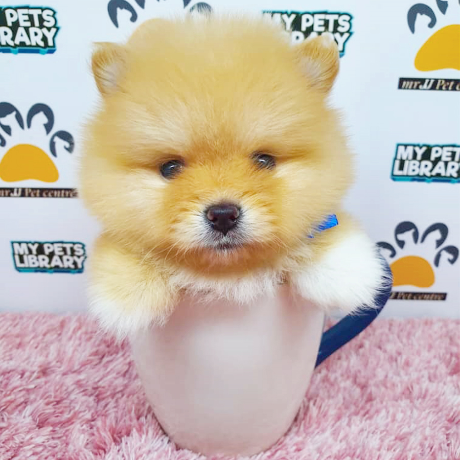 Light Brown Pomeranian Puppy (Female) For Sale