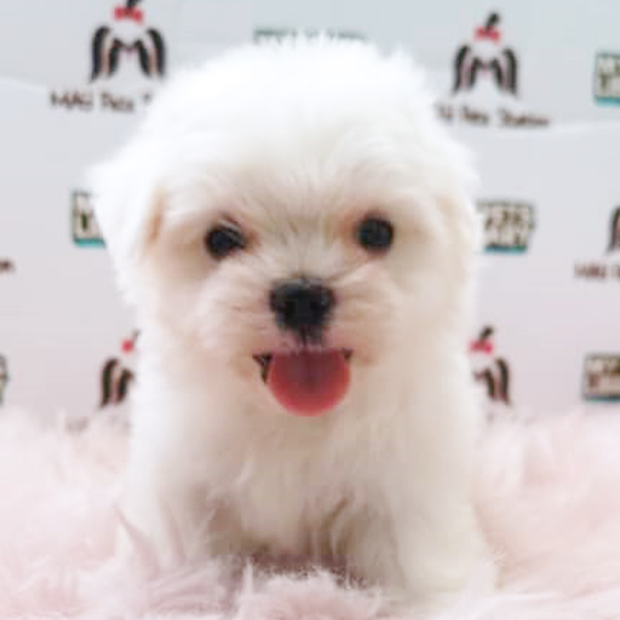 White Tiny Maltese Puppy (Male) For Sale