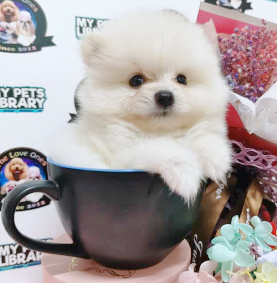 White Tiny Teacup Bear Pomeranian Puppy (Male) For Sale