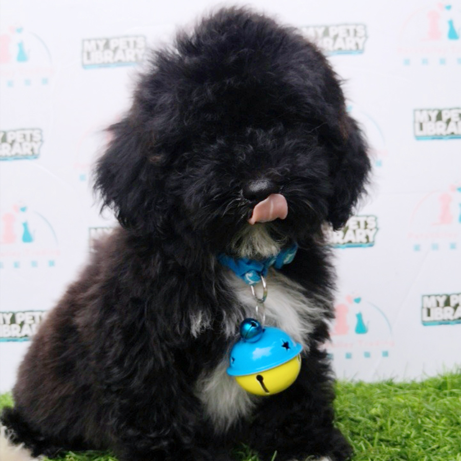 Black Toy Poodle Puppy (Female) For Sale