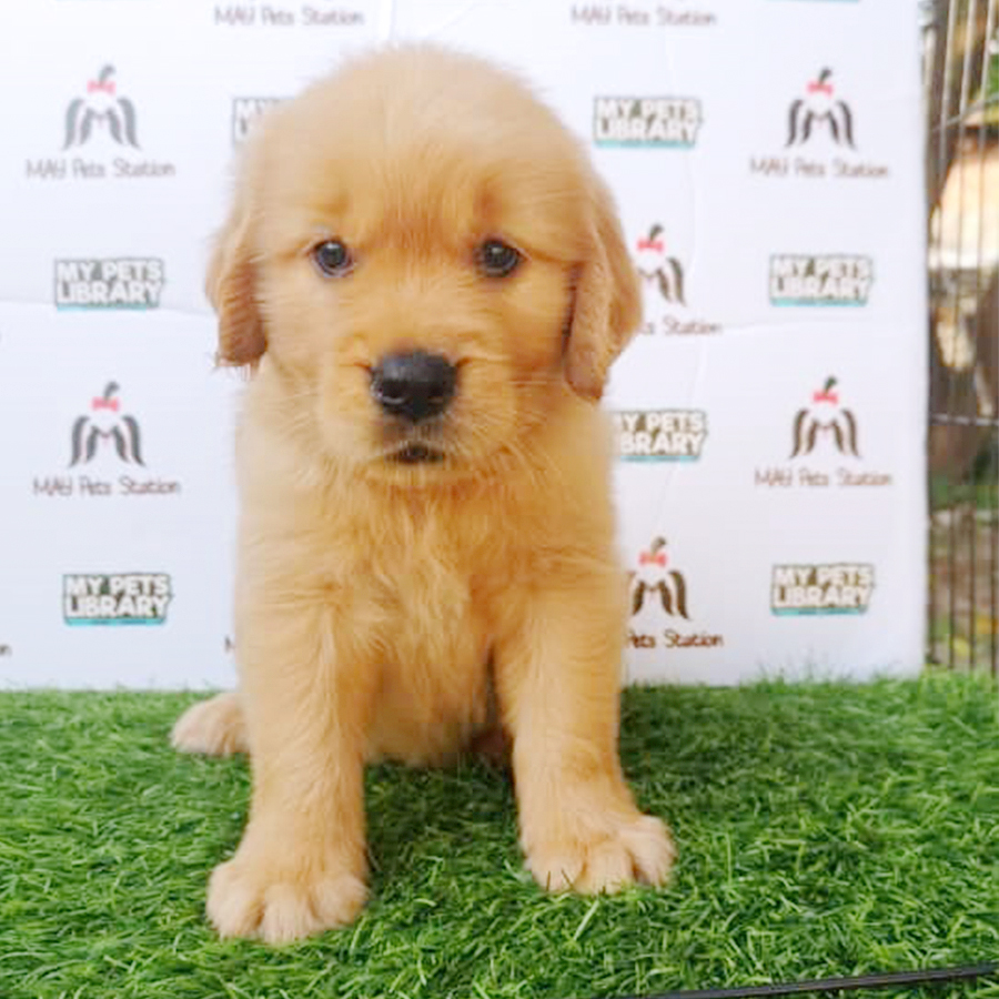 Big Bone Golden Retriever Puppy (Female) For Sale