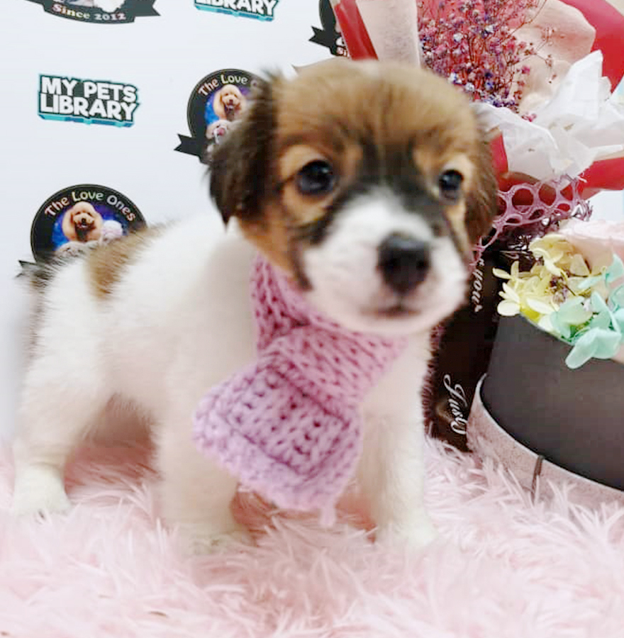 Brown & White Compact Body Jack Russell Terrier Puppy (Female) For Sale