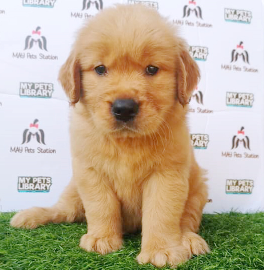 Golden Retriever Puppy (Male) For Sale