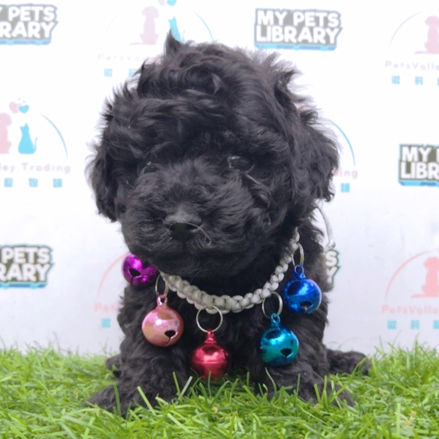 Black Tiny Toy Poodle Puppy (Male) For Sale