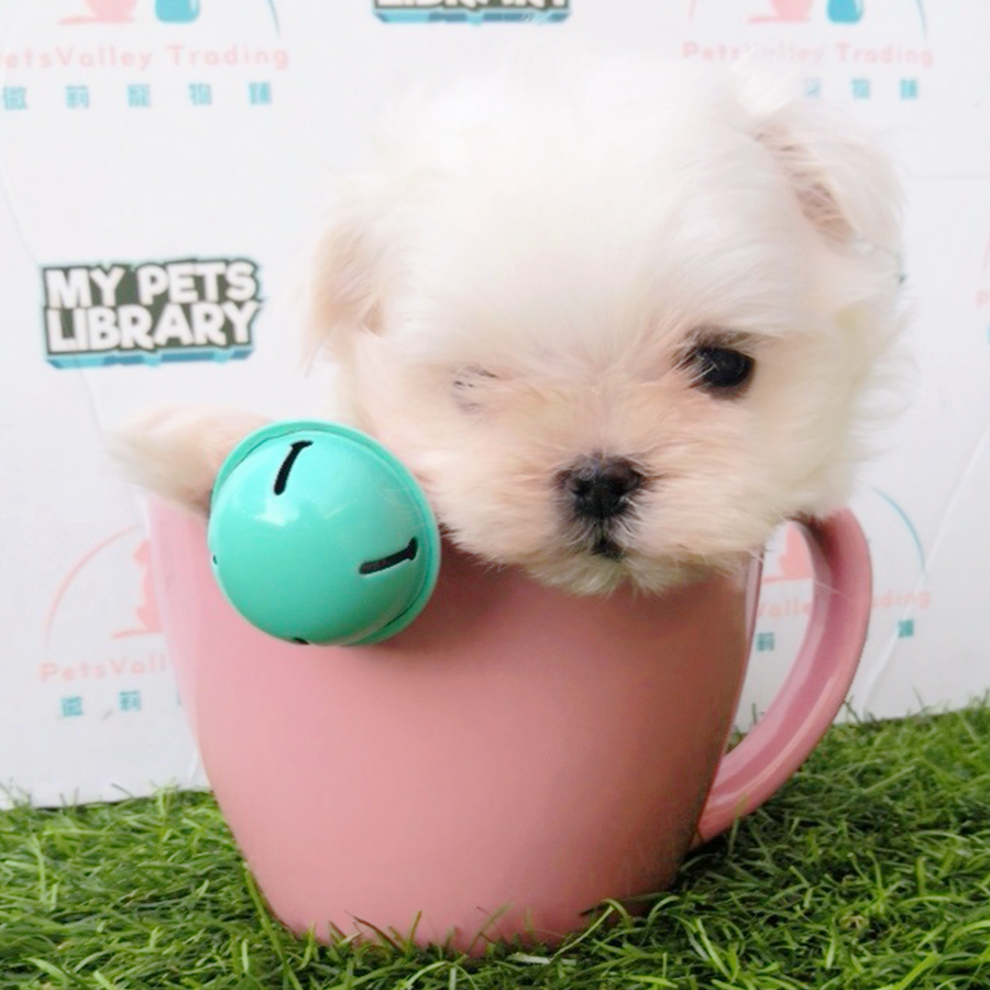 White Tiny Teacup Maltese Puppy (Male) For Sale