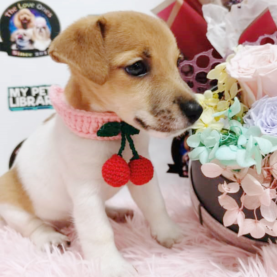 Brown & White Compact Body Jack Russell Terrier Puppy (Female) For Sale