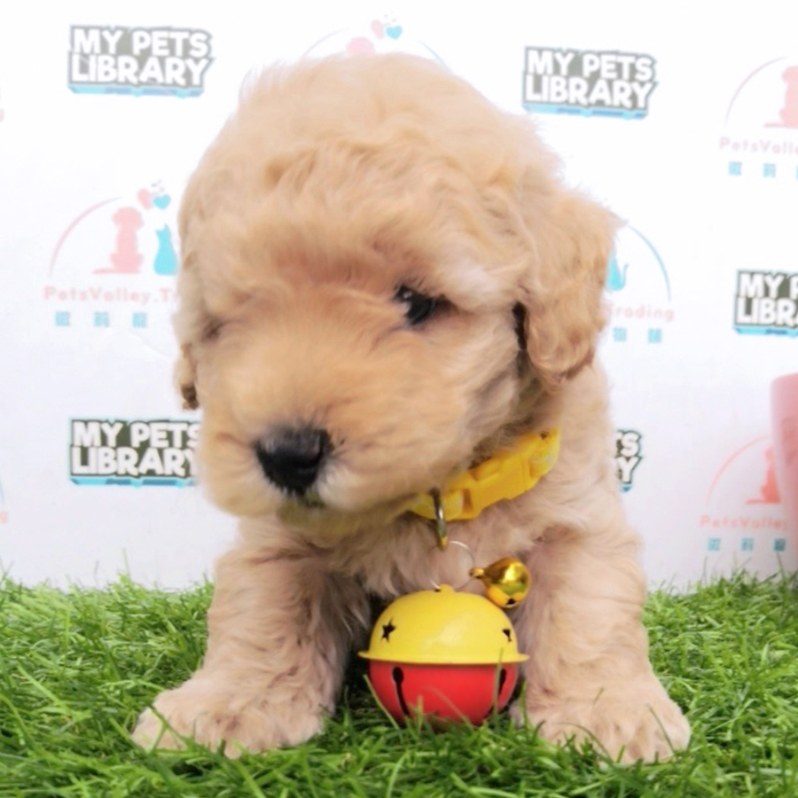 Latte Tiny Toy Poodle Puppy (Male) For Sale